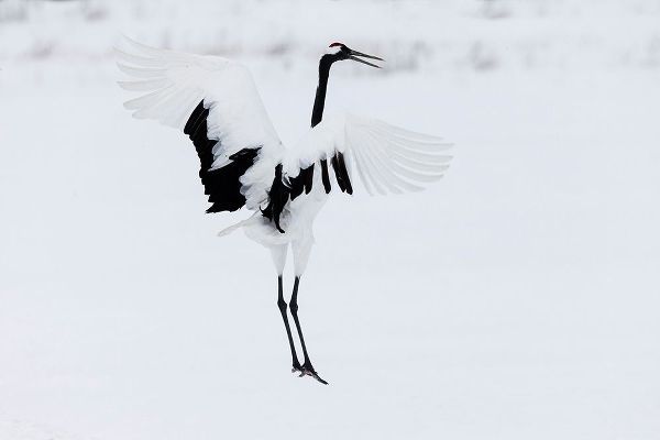 Goff, Ellen 아티스트의 Japan-Hokkaido-Kushiro A red-crowned crane assumes elegant positions during its courtship dance작품입니다.